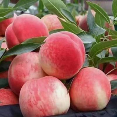 蜜桃批發(fā)新亮點(diǎn) 甘肅天水秦安蜜桃4.00元/斤，成熟上市正當(dāng)時(shí)